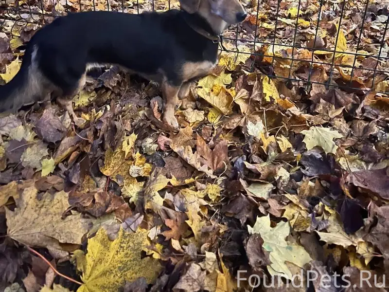 📣📣🚨🚨🚨Вчера при пожаре в СНТ Ко...