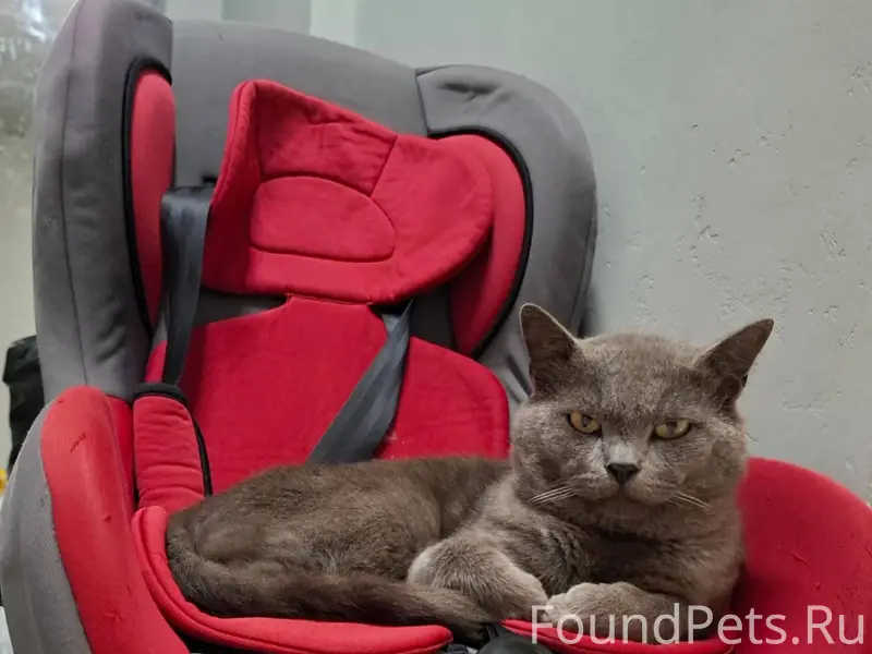 Пропал кот на ул Спинова, за.....