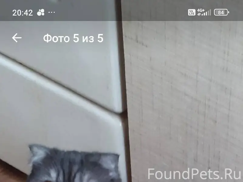 Пропала кошка, выбежила с маши...