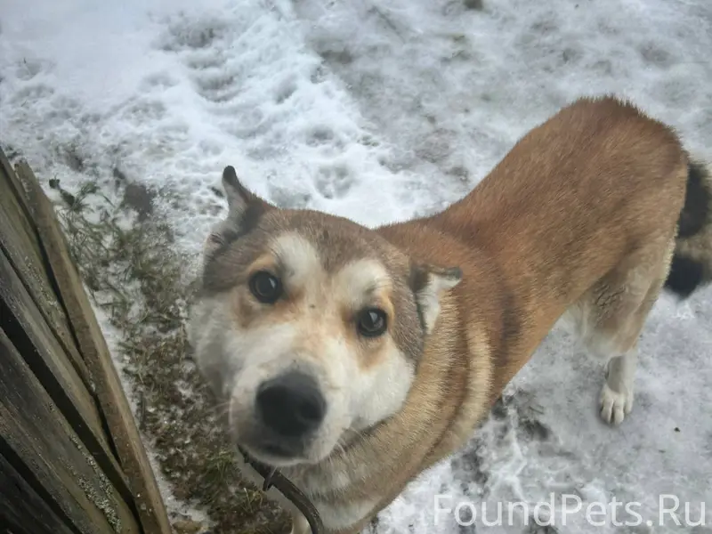 Добрый день! Найден пес! Д. Ни...