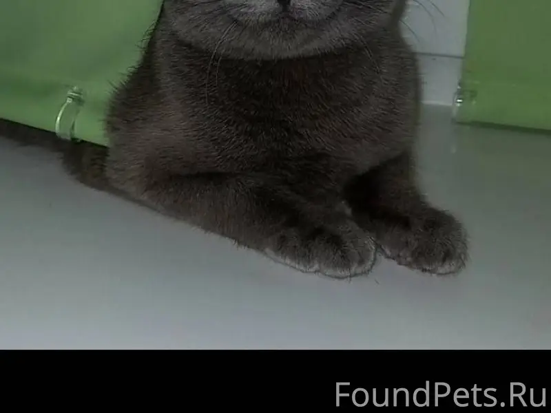 Пропала кошка, серая британка,...