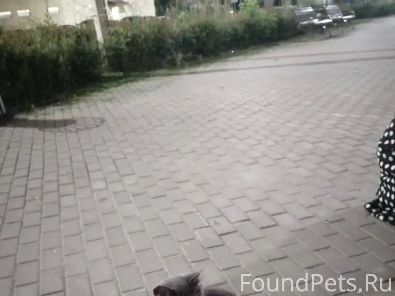 Пропал кот на улица билана дом...