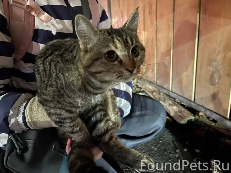 Кто может приютить кошку-малыш...