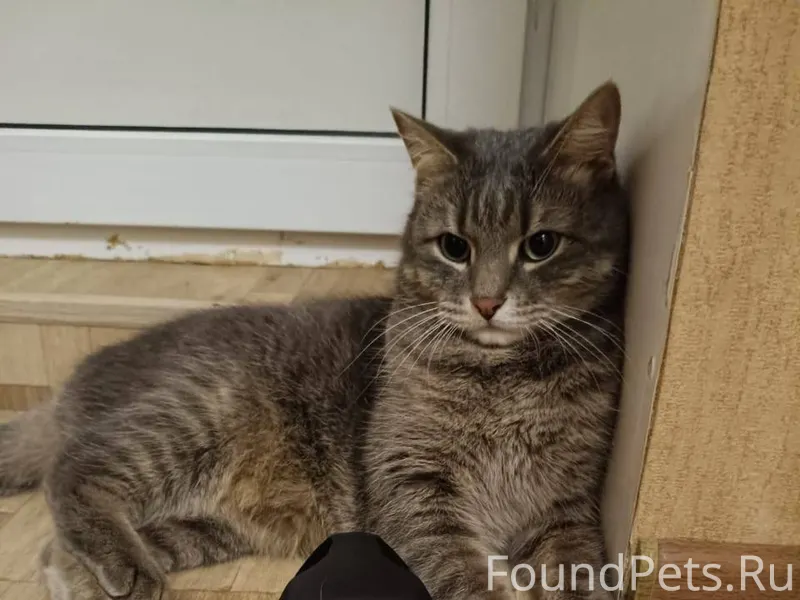 Пожалуйста, помогите найти кот...