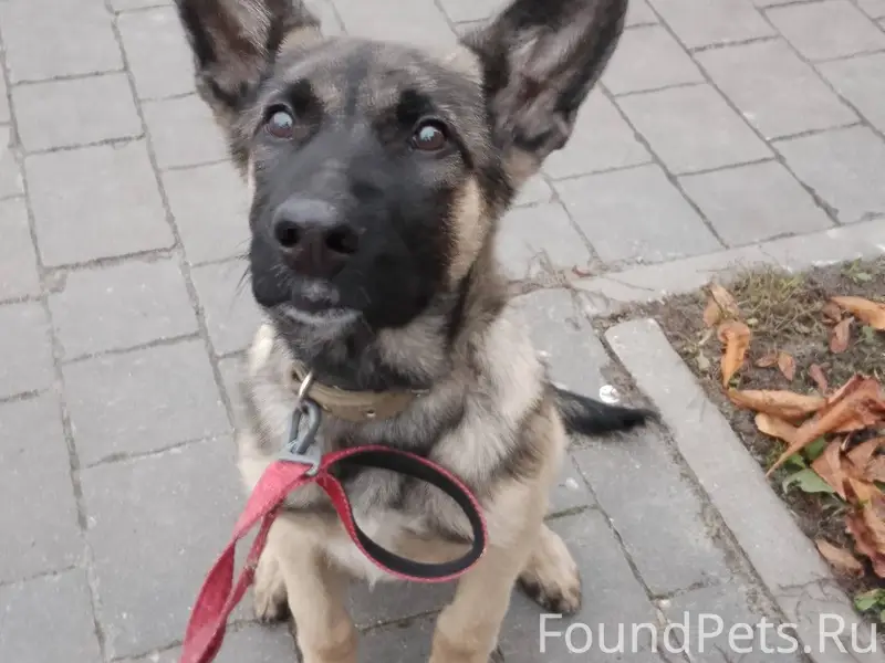 Всем здравствуйте🙋 Пропала соб...