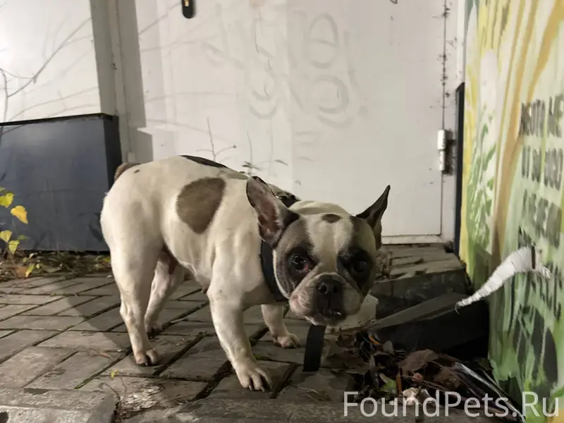 Добрый вечер. Никто не потерял...