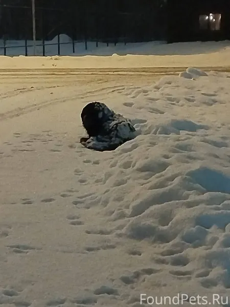 Вторые сутки скитается пёс, оч...