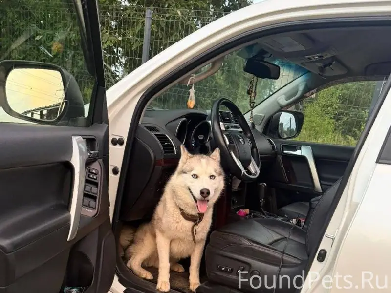 Пропала собака! Хаски, кобель,...