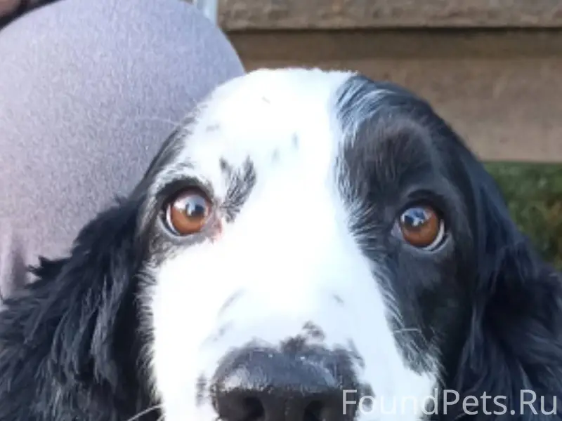 ‼️‼️Пропала собака 3.12.2025 о...