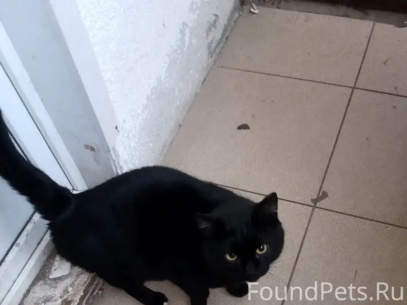 Ищу владельца чёрной кота. Мал...