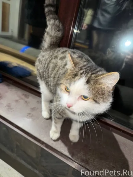 Найден кот в Куйбышевском райо...