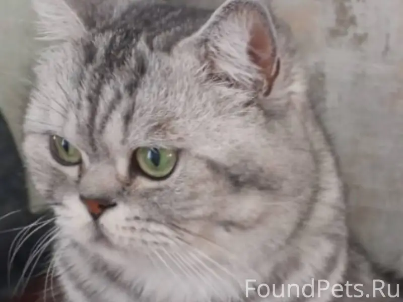 Пропал кот в районе площадки п...