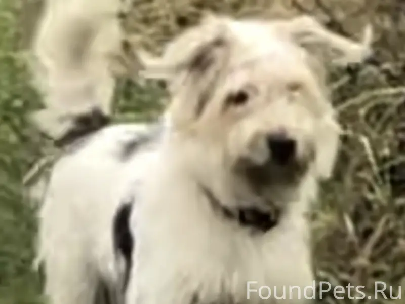 Пропали две собачки 