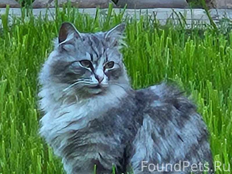 ПРОПАЛА КОШКА! Оренбург, пос. ...