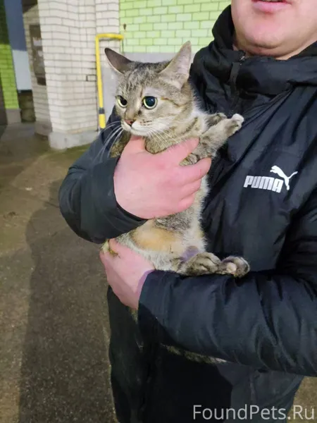 Найден кот/кошка на юбилейной ...