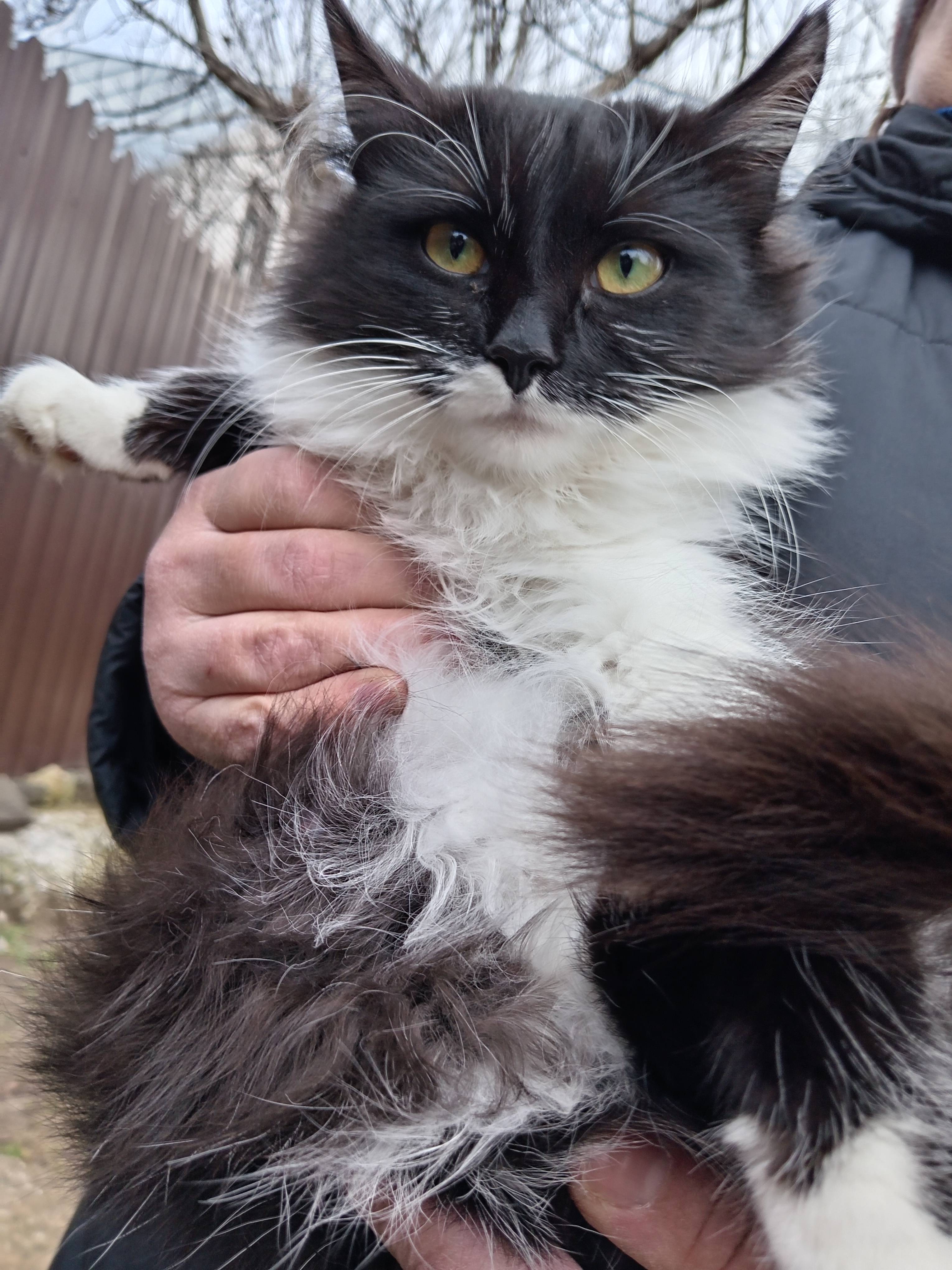 Пропал молодой котик в городе Лиски