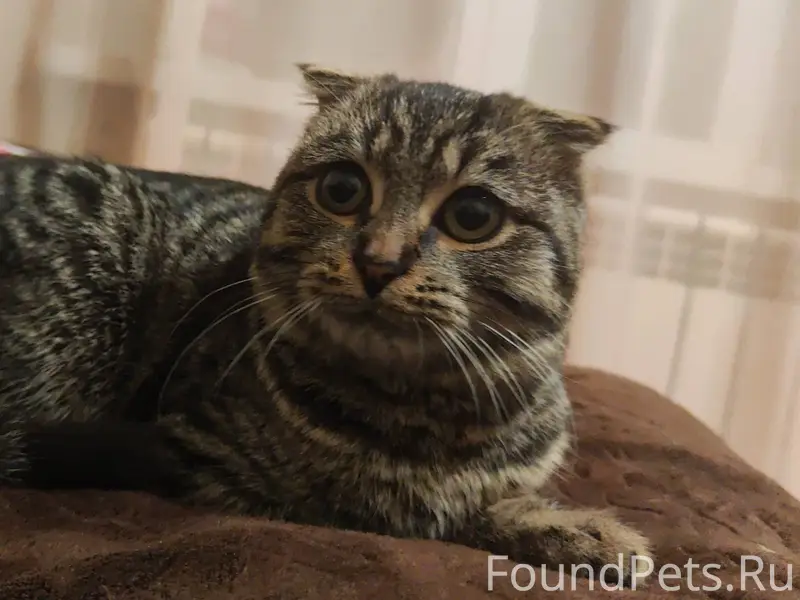 Чья? Котенок девочка 4-5 месяц...