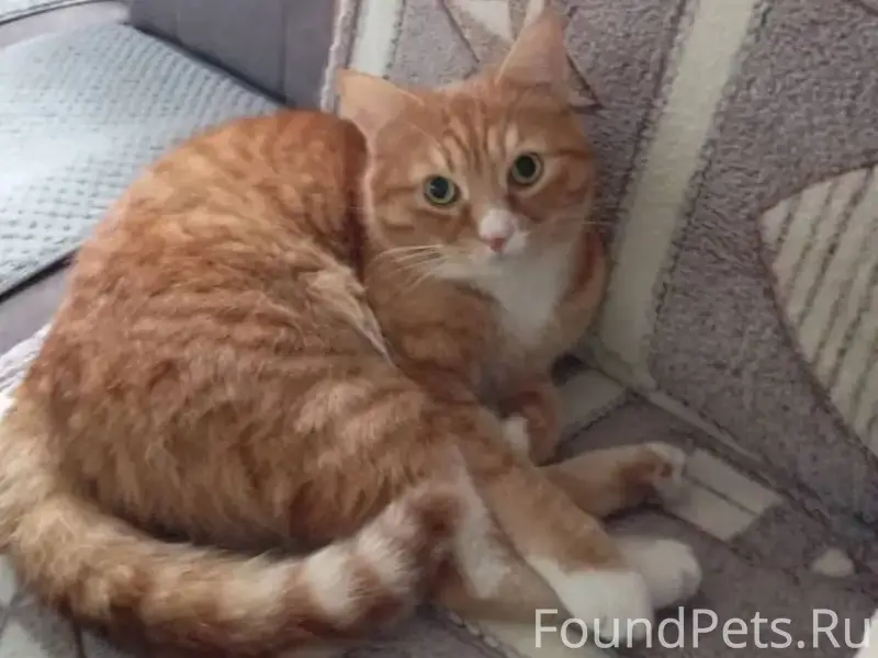 Пропал кот в районе земство ес...