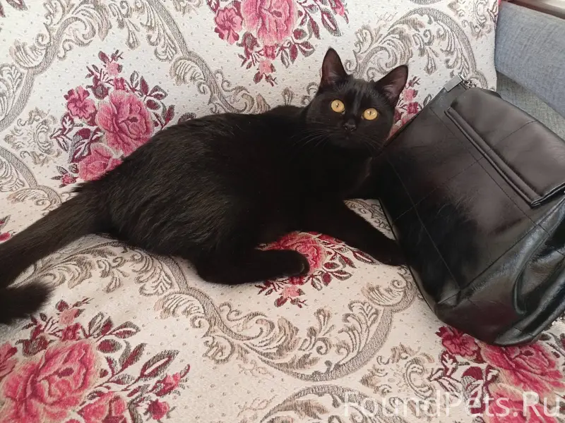 В начале ноября пропала кошка,...