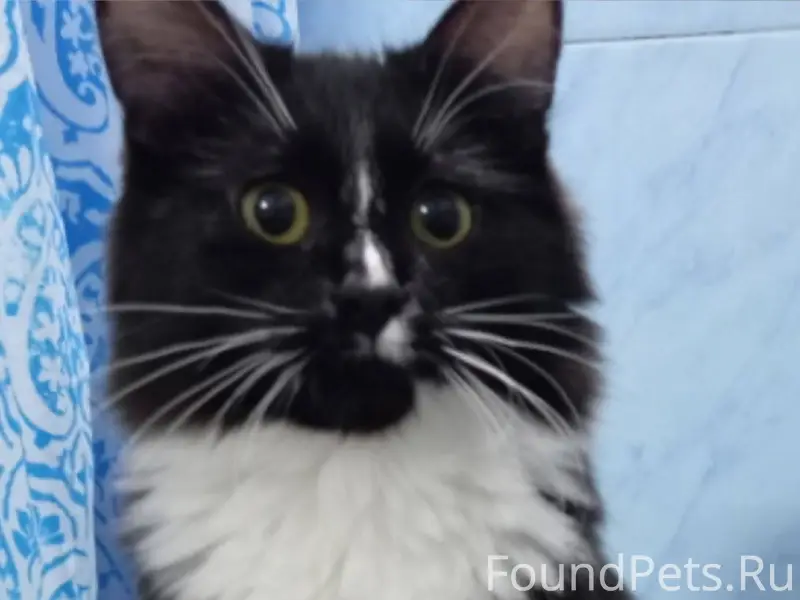 Пропала молодая кошка 1год 5 м...
