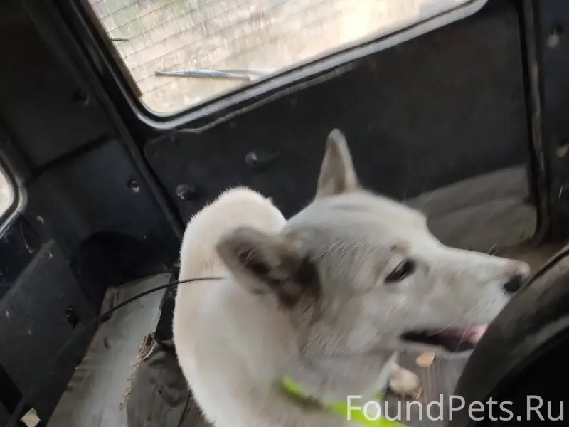 Пропала собака в районе усть П...