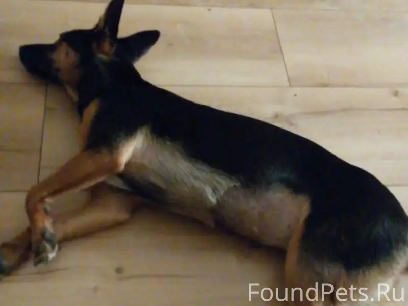 🆘🆘🆘🆘 Убежала на прогулке собак...