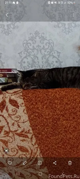 Пропал кот на Улице Курзенкова...