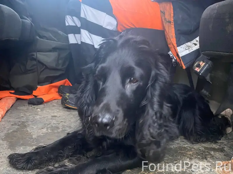 Найдена собака Спаниель черный...