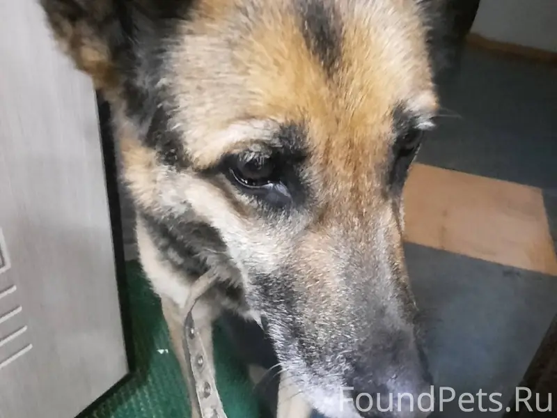 04.12.2025 найдена собака р...