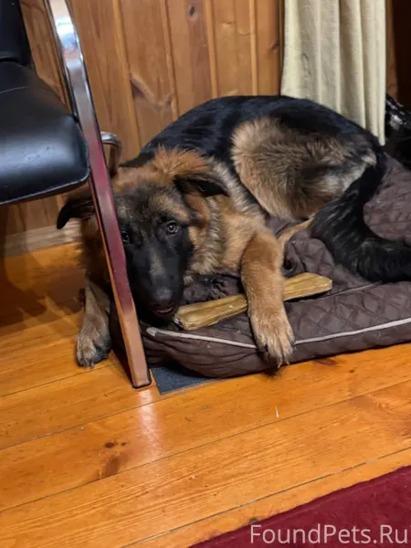 Немецкая овчарка Малышка 