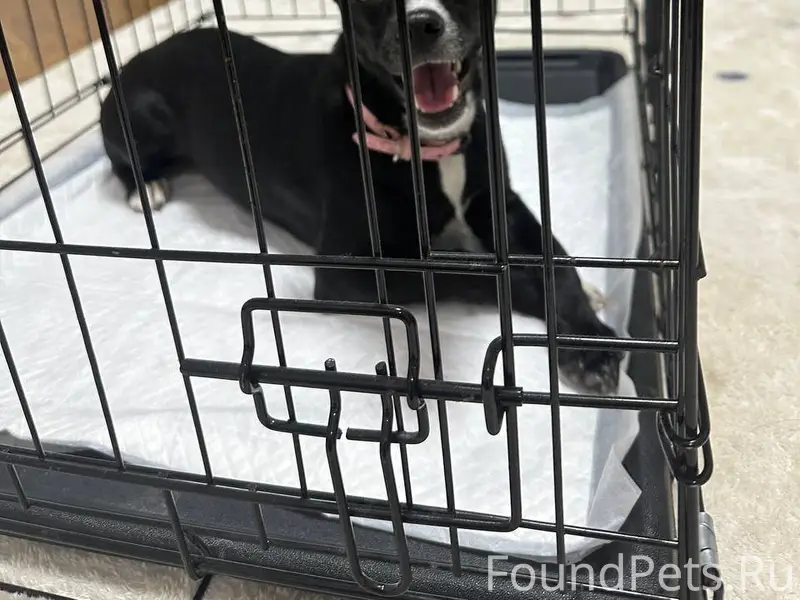 НАЙДЕНА СОБАКА 🐶 Нашли собаку ...