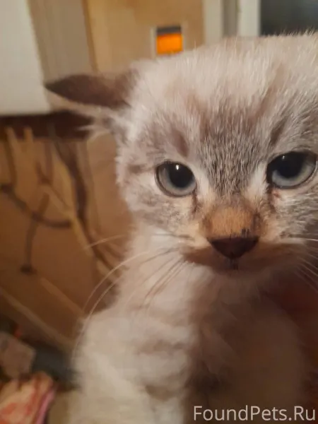 🔴🔴‼️Найден котёнок - мальчик. ...