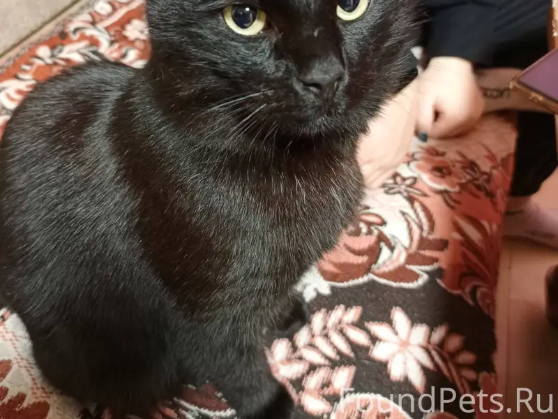 Пропал кот! Р-н Печаткино, час...