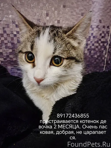 Найден котёнок девочка. Сидела...