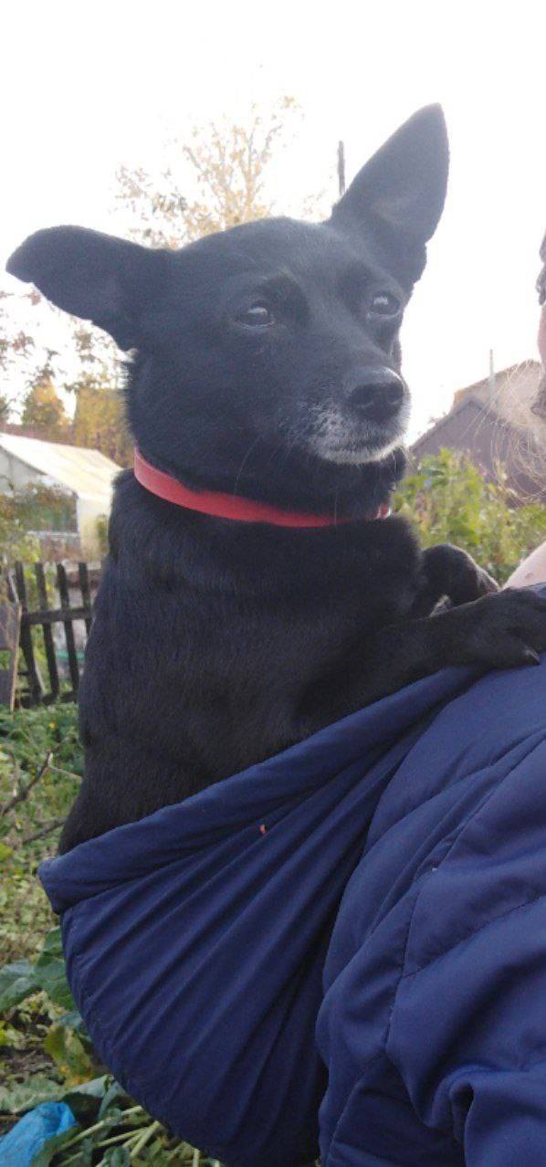 Доброго времени суток. Крик о ...