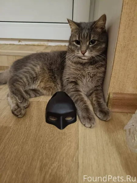 Пропал кот 30 ноября в районе....