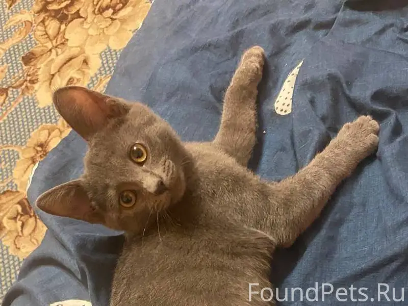 Потерялся котенок на максима г...