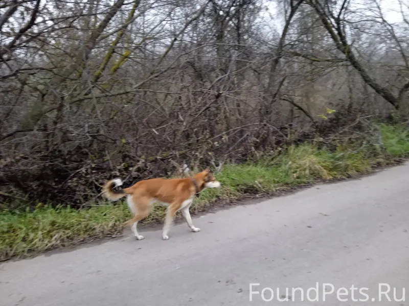 Коричневая с ошейником