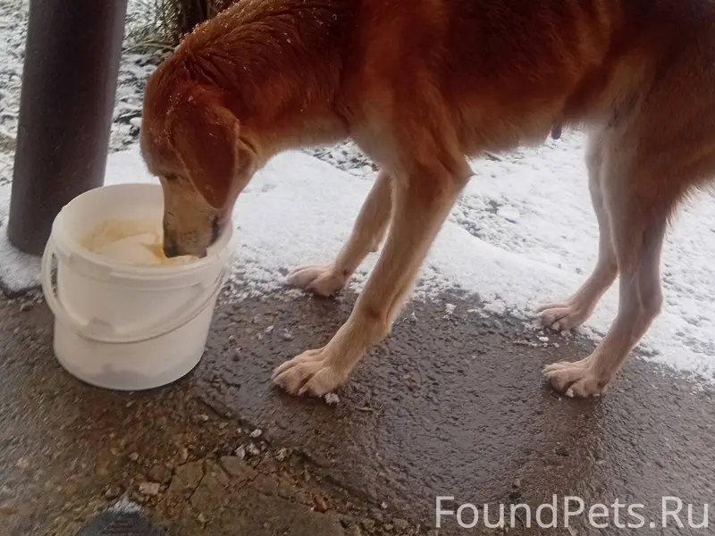 Чья собака ,может кто потерял ...