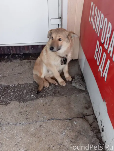 Потерялась собака возле школы ...
