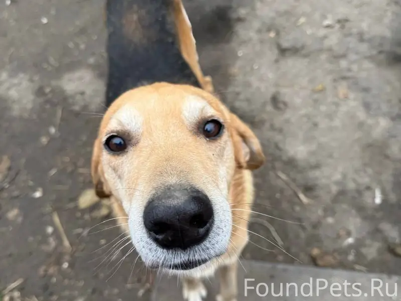 Потерялась собака русская гонч...