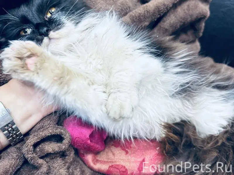 У офиса найден котенок. Вроде ...