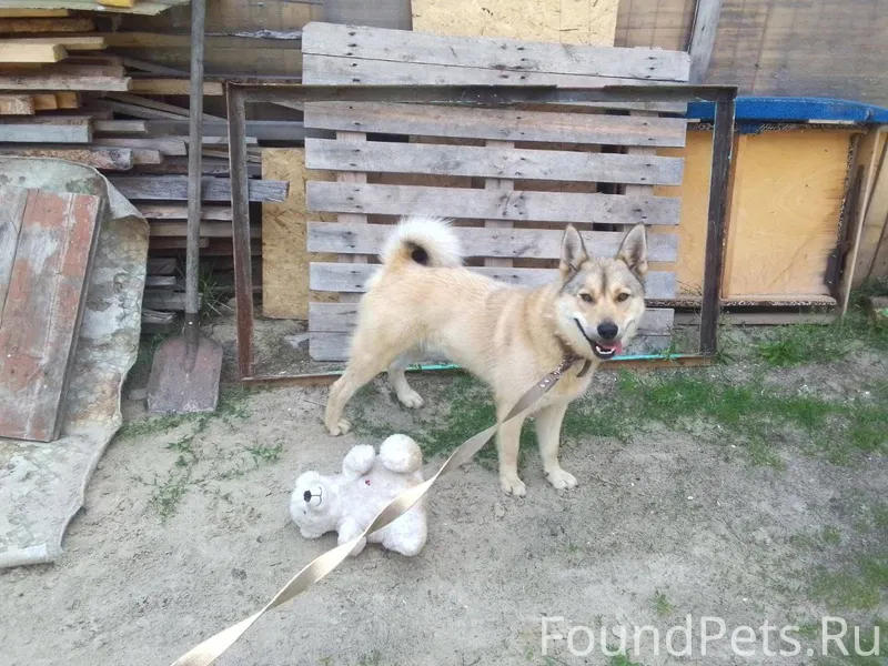 Наш пёс Пират потерялся, убежа...