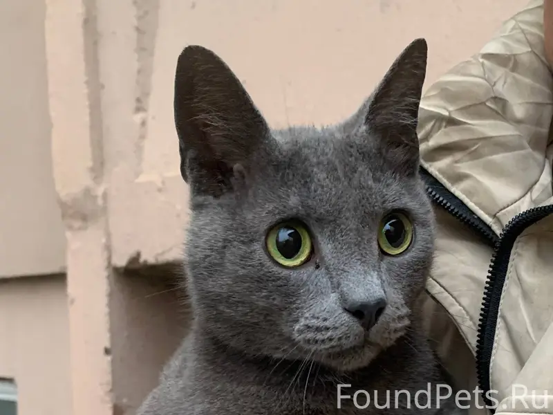 🆘🆘🆘 Найден кот!!! На улице Ниж...