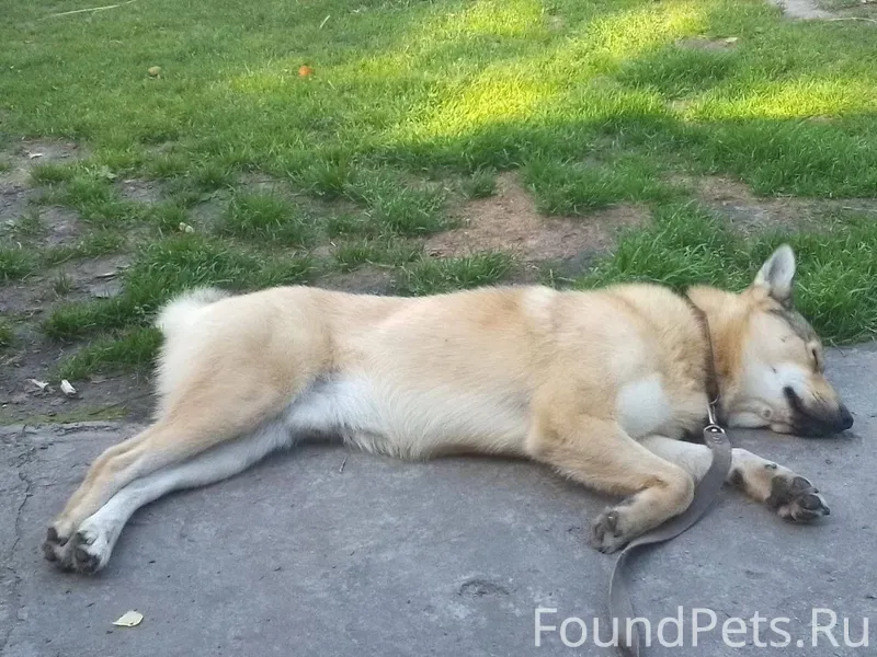 Пропал пёс! Светлый мальчик, з...