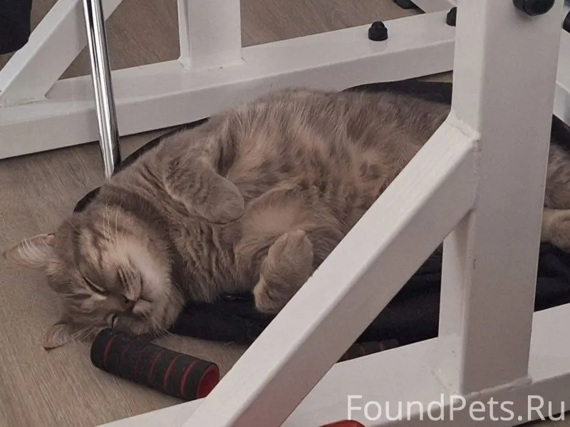 #Калуга Пропал кот породы шотл...