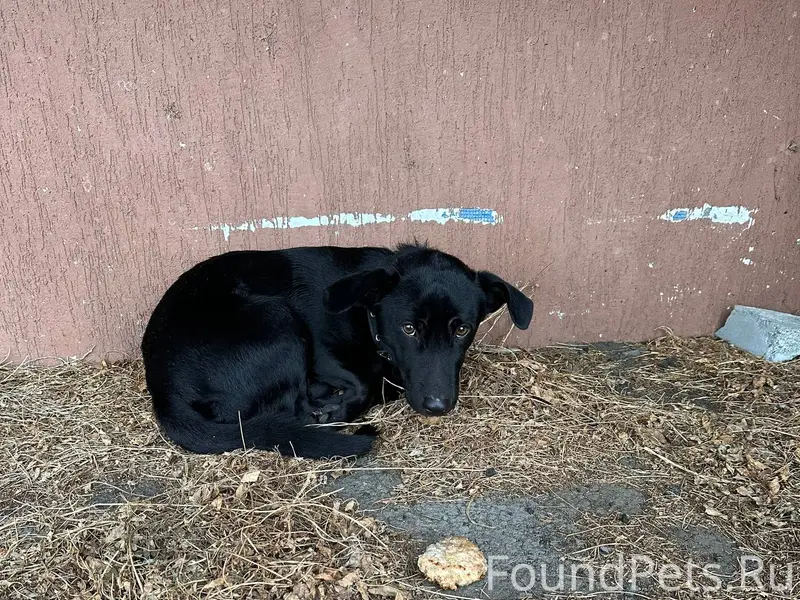 Потерялась собака!!! Г.Шадринс...