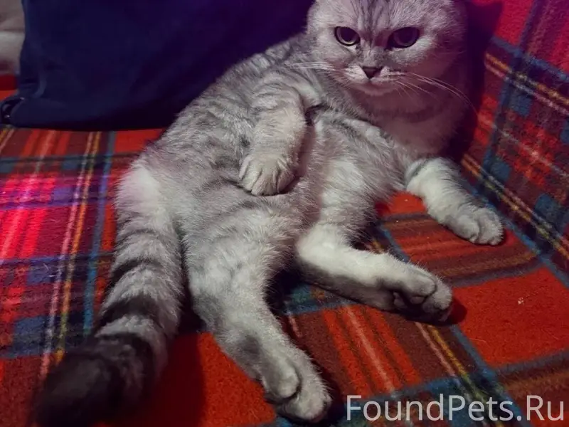 Зовут Буся, в районе Ясного переулка частный сектор. Заплатим вознаграждение если найдёте любимицу, очень дорога кошка