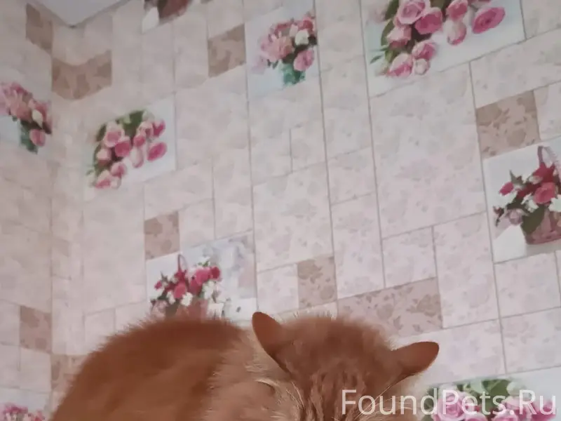 Пропал 02 декабря кот! п. Змие...