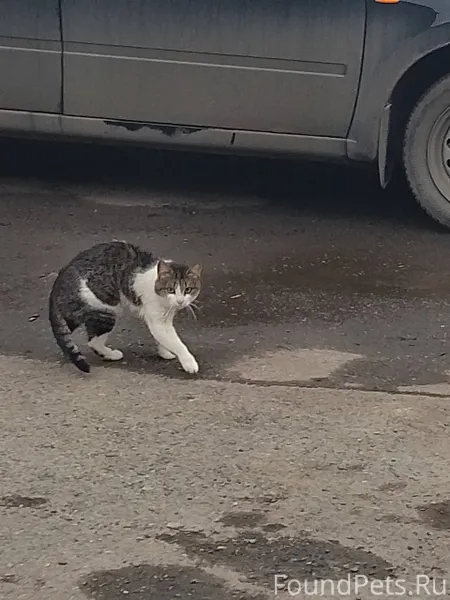 Найден кот в Тольятти ул. Свер...